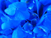 bluvillamentamini bluvillamentamini