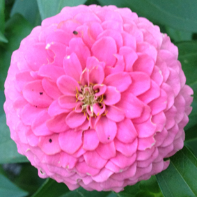 camelia camelia