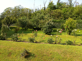 frutteto