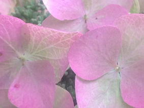 hidrangea