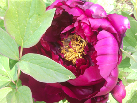 peony peony