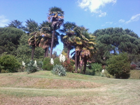 vistapalme