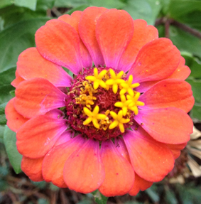 zinnia zinnia